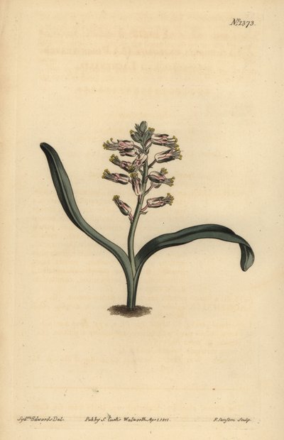 Düz yapraklı kendinden renkli lachenalia, Lachenalia unicolor by Unbekannt