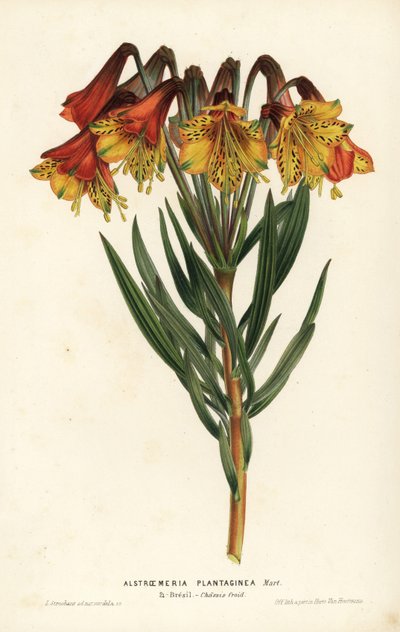 Muz yapraklı alstroemeria, Alstroemeria plantaginea. Brezilya. Louis van Houtte ve Charles Lemaire