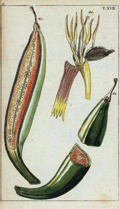 Plantains, Musa x paradisiaca. by Unbekannter Künstler