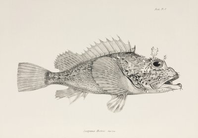 Oyuncu akrep balığı, c 1832-1836 by Unbekannter Künstler