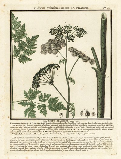 Zehirli baldıran, Conium maculatum. by Unbekannter Künstler