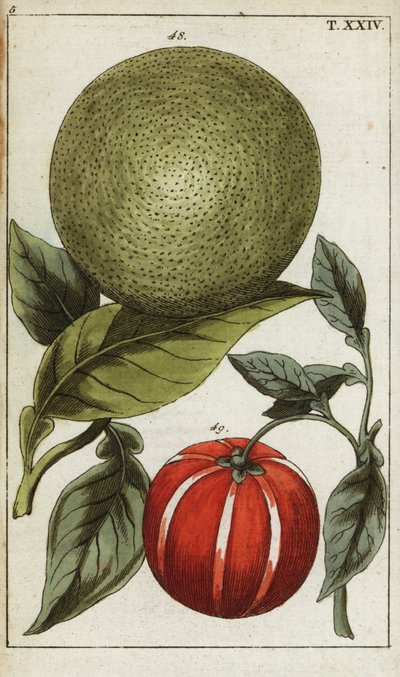 Pomelo veya pummelo, Citrus maxima. by Unbekannter Künstler