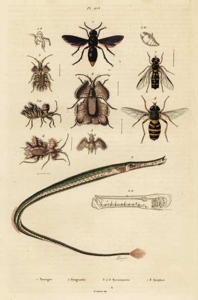 Potter yaban arısı, pipefish, altın yumurta böceği ve hoverfly., 1834-1839 (gravür) by Unbekannter Künstler