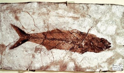 Tarih Öncesi: Bolca Dağı bölgesinden Sgomber Speciosus balık fosili by Unbekannt