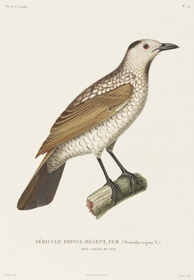 Prince Regent Sericulus, Yeni Güney Galler, Avustralya by Unbekannt