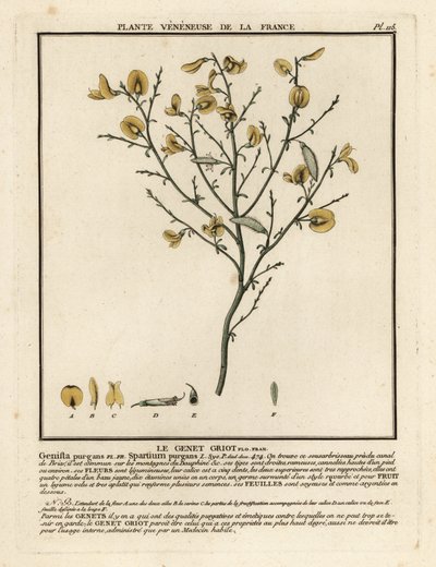Temizleme süpürgesi, Cytisus purgans. by Unbekannter Künstler