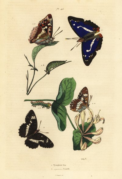 Mor imparator, Apatura iris 1 ve Avrasya beyaz amiral, Limenitis camilla 2 by Unbekannt
