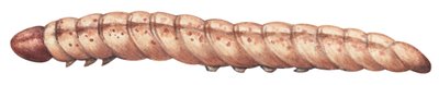 Mısır kurdu - Avrupa mısır kurdu (Ostrinia nubilalis) by Unbekannter Künstler