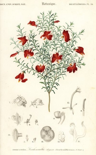 Kırmızı leschenaultia, Leschenaultia formosa., 1849 (gravür) by Unbekannter Künstler