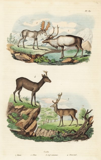 Ren geyiği, Rangifer tarandus 1, geyik, Alces alces 2, kızıl geyik, Cervus elaphus 3 ve Avrupa karaca, Capreolus capreolus 4 by Unbekannt