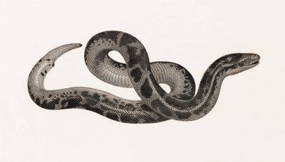 Sürüngenler: Thebaide