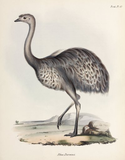 Rhea, Güney Amerika, 1832-1836 dolayları by Unbekannter Künstler