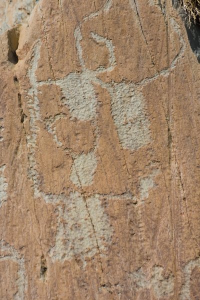 Vallee de Fontanalba/Corniformes emboites veya sığır/Mercantour Ulusal Parkı/Tende/Alpes-Maritimes/Fransa kaya gravürleri by Unbekannt