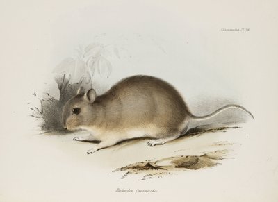 Kemirgen, c 1832-1836 by Unbekannter Künstler
