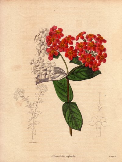 Rondeletie ecarlat veya kokulu (Rondeletia odorata). Panama ve Küba#39;ya özgü, çalı ve yaprak dökmeyen, 2 ila 3 metre yüksekliğinde ve baharda pembe ve sarı turuncu çiçekler açan, çok hoş kokulu bir çalı. Augusta Innes Withers#39;ın illüstrasyonu (1 by Unbekannter Künstler