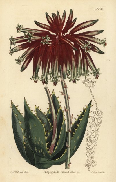 Moloz aloe veya gönye aloe, Aloe perfoliata (En az gönye aloe, Aloe mitraeformis brevifolia) by Unbekannt