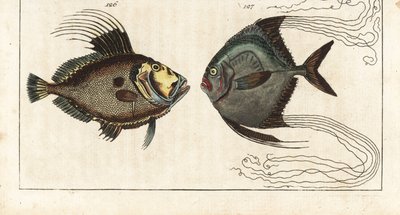 Aziz taş (ya da deniz tavuğu, doree ya da zee) - ayakkabıcı ipliği (ya da tüylü carangue) - John Dory, Zeus faber 126 ve Afrika pompanosu, Alectis ciliaris 127. Gottlieb Tobias Wilhelm