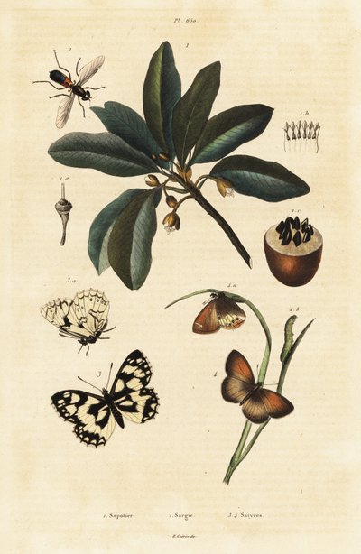 Sapodilla ve Güveler. by Unbekannter Künstler