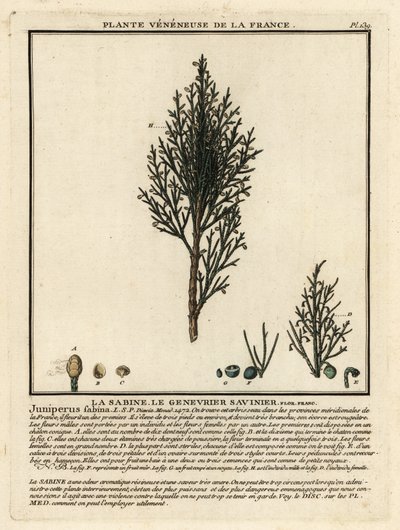 Savin ardıç veya savin, Juniperus sabina. by Unbekannter Künstler
