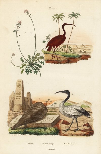 Scarlet ibis, Eudocimus ruber 2, Afrika kutsal ibis, Threskiornis aethiopicus 3,4 ve candytuft, Iberis sempervirens 1 by Unbekannt