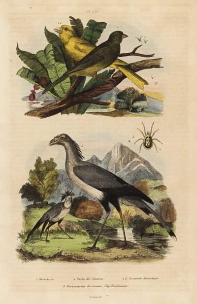 Sekreter kuşu, Yay serpentarius, vahşi ve evcil kanaryalar, Serinus canaria by Unbekannt