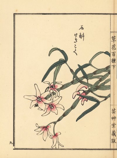 Sekkoku, Mohl dendrobiumu veya Japon taş orkidesi, Dendrobium moniliforme. Kono Bairei
