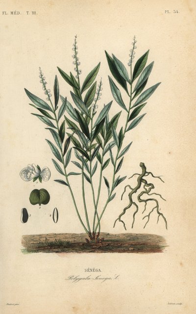 Seneca yılan kökü veya çıngıraklı yılan kökü, Polygala senega, Senega by Unbekannt