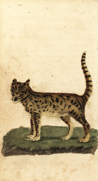 Serval, Leptailurus serval., 1800 (gravür) by Unbekannter Künstler