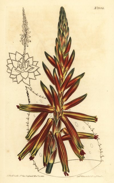 Kısa yapraklı aloe, Aloe brevifolia var by Unbekannt