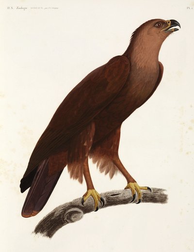 Shrill Eagle, Mısır by Unbekannter Künstler
