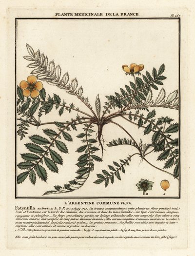 Gümüş otu, Potentilla anserina. by Unbekannter Künstler