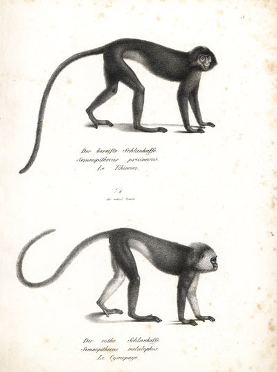 Gümüşi lutung, Trachypithecus cristatus (Semnopithecus pruinosus) ve Sumatra surili, Presbytis melalophos (Semnopithecus melalophos) tehlike altında. Karl Joseph Brodtmann tarafından Heinrich Rudolf Schinz