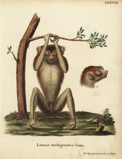 Yavaş tempolu lemur ya da kırmızı ince loris, Loris tardigradus. Nesli tükenmekte. Lemur tardigradus Linn. Hermann Jakob Tyroff tarafından Johann Christian Daniel Schreber