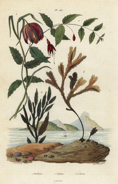 Yılan başı fritillary, Fritillaria meleagris 1, sinekkuşu fuşyası, Fuchsia magellanica 2, dişli enkaz, Fucus serratus 3 ve Fucus siliqueux 4. Fritillaire, Fuchsie, Fucus by Unbekannt