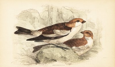 Kar kiraz kuşu, Plectrophenax nivalis.1889 (gravür) by Unbekannter Künstler
