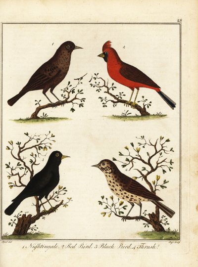 Ötücü kuşlar: bülbül, kırmızı kuş, kara kuş ve pamukçuk. 1792 (gravür) by Unbekannter Künstler