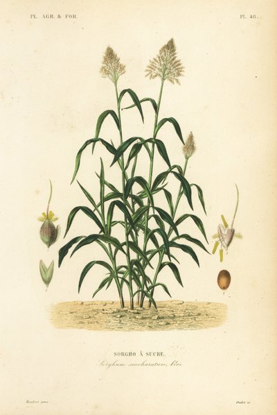 Sorgum otu, büyük darı, durra, jowar veya milo, Sorghum bicolor, Sorghum saccharatum, Sorghum a sucre by Unbekannt