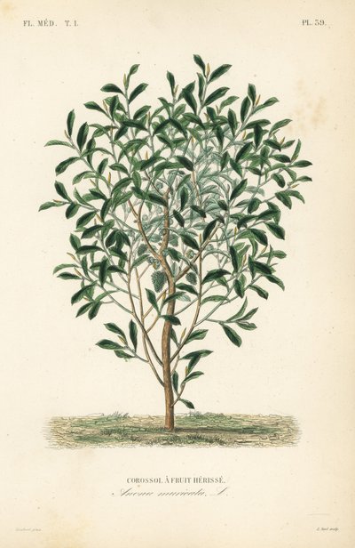 Soursop, graviola veya guyabano ağacı, Annona muricata, Corossol bir meyve herisse by Unbekannt