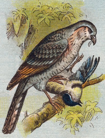 Serçe. "Alphabet de ma petite fille" gravürü. Bernardin-Bechet ve Fils, kitapçı-yayıncılar, Paris, 1895 civarı. Tuval üzerine kırılmaz albüm. Bibliotheque des Bebes. 12 sayfa. Bir okuma yöntemi ve açıklayıcı bir abecedary içeren albüm. karartmak: by Unbekannt