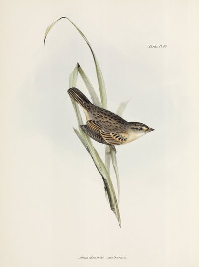 Serçe veya ispinoz, c 1832-1836 by Unbekannter Künstler