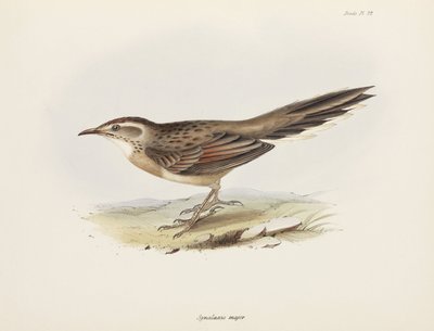 Spinetail, Güney Amerika, c 1832-1836 by Unbekannter Künstler