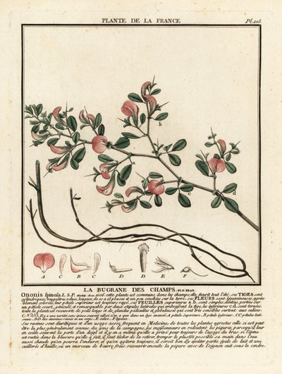 Dikenli restarrow, La bugrane des champs, Ononis spinosa. by Unbekannter Künstler