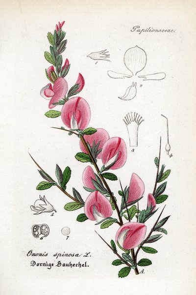 Dikenli restharrow, Ononis spinosa. Dr. Willibald Artus