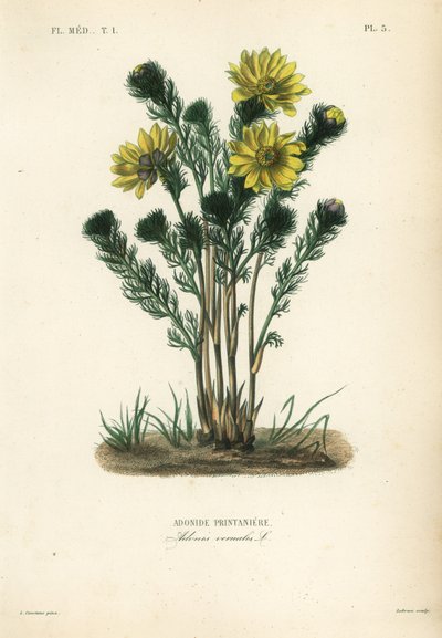 Bahar sülün gözü veya sahte karaca ot, Adonis vernalis, Adonide printaniere by Unbekannt