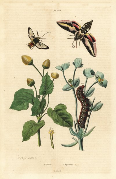 Sütleğen atmaca güvesi, Hyles euphorbiae ve tırtıl 1, eşekarısı güvesi, Sesia apiformis 2 ve diş ağrısı bitkisi, Spilanthes türleri by Unbekannt