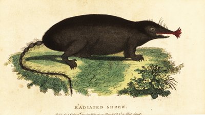 Yıldız burunlu köstebek, Condylura cristata.,1800 (gravür) by Unbekannter Künstler