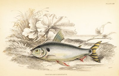 Steindachnerina binotata (Çift işaretli somon sazanı, Prochilodus binotatus). W.H. Lizars