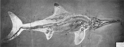 Stenopterygius megacephalus (Oxford Ichthyosaur) Nr. Stuttgart, Almanya, Yukarı Lias Dönemi by Unbekannt