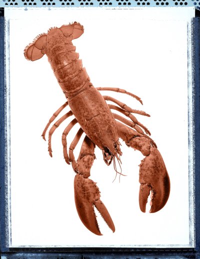 Istakoz Natürmort by Unbekannt