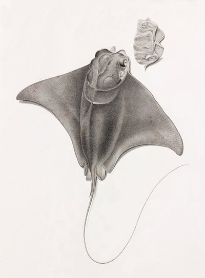 Stingray, üstten görünümü kapatın by Unbekannt
